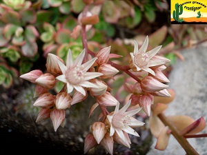 Aeonium haworthii Dream Color