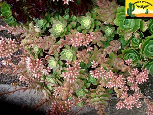 Aeonium haworthii Dream Color