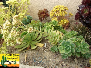 Aeonium haworthii hampe