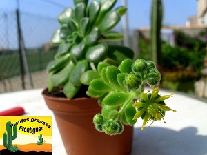 Aeonium lindleyi