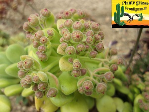 Aeonium lindleyi