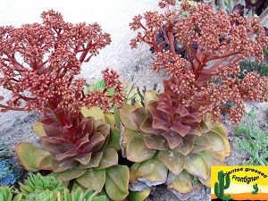 Aeonium nobile