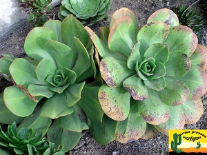 Aeonium nobile