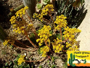 Aeonium simsii floraison