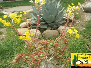 Aeonium spathulatum