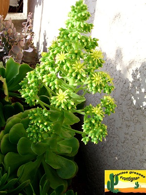 Aeonium undulatum