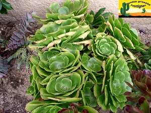 Aeonium undulatum