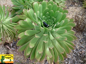 Aeonium urbicum