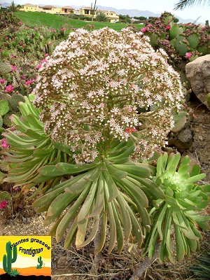 Aeonium urbicum