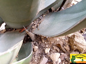 Agave Nigra