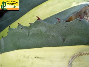 Agave americana Medio Picta Alba