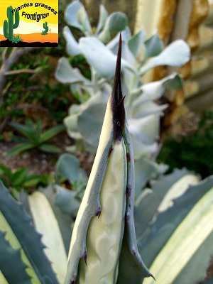 Agave americana Medio Picta Alba