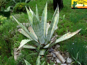 Agave americana var striata