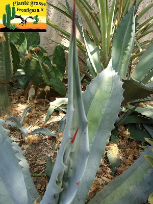 Agave americana ssp protomericana