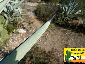 Agave americana