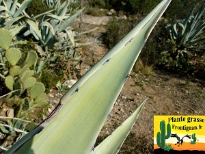 Agave americana