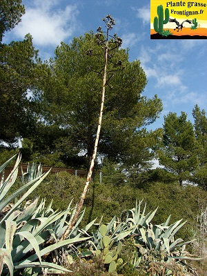 Agave americana hampe