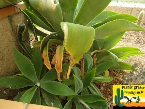 Agave attenuata