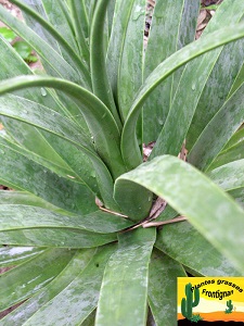 Agave bracteosa