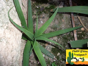 Agave bracteosa