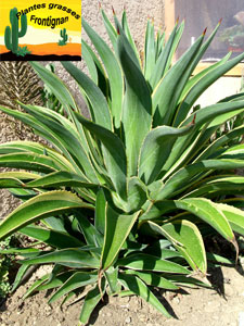 Agave desmetiana Variegata