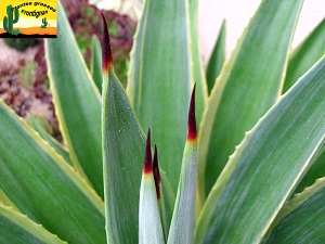 Agave desmetiana Variegata