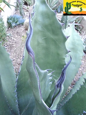 Agave salmiana var. ferox