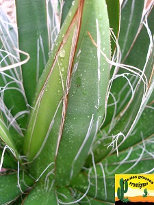 Agave filifera