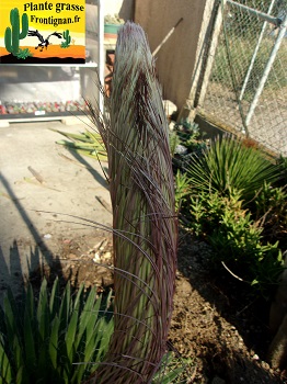 Agave filifera