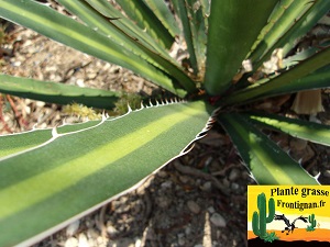 Agave lophanta