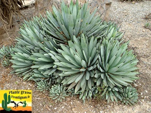 Agave macroacantha