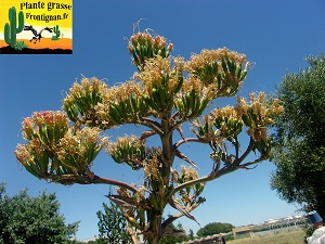 Agave parrasana