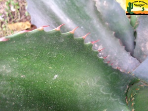 Agave salmiana