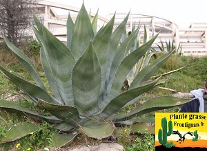 Agave salmiana