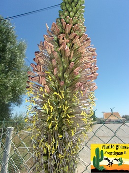 Agave stricta