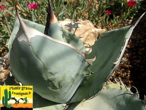 Agave titanota