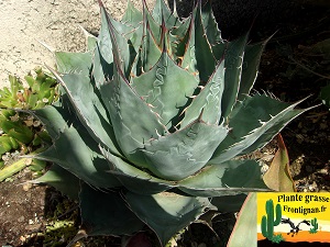 Agave titanota