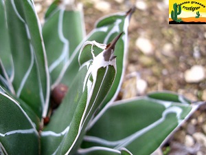 Agave victoriae reginae