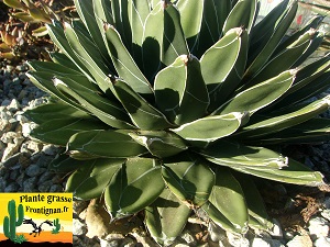 Agave victoriae reginae