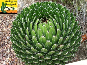 Agave victoria reginae