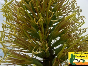 Agave xylonacantha