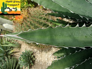 Agave xylonacantha