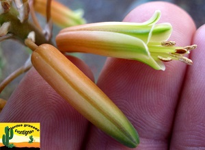 Aloe Delaetii