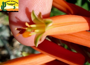 Aloe Nobilis