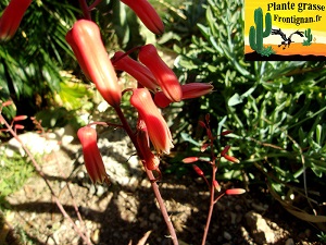 Aloe Pink Blush