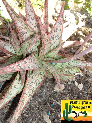 Aloe Pink Blush