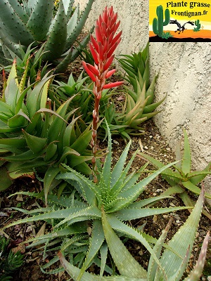 Aloe spinosissima