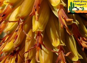 Aloe aculeata