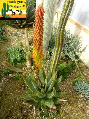 Aloe aculeata