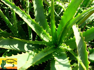 Aloe arborescens hybride